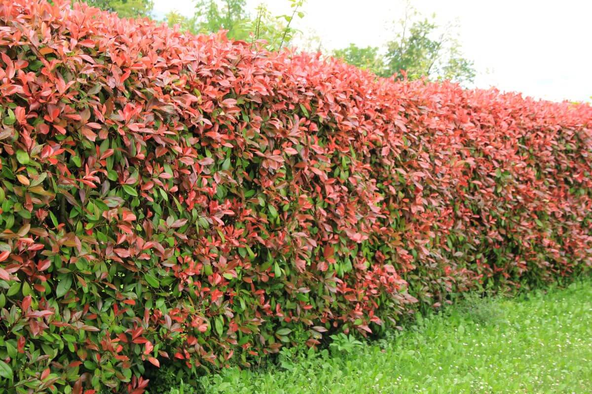 inconvénients photinia