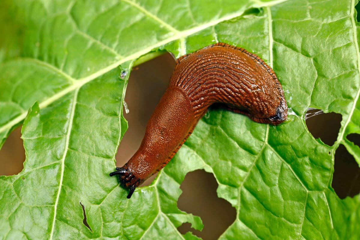 limace sur la salade dans la maison