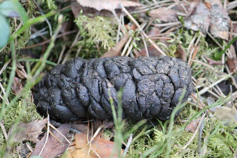 photo excrément de sanglier en foret