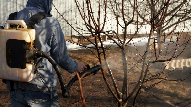 produit pour tuer un arbre rapidement