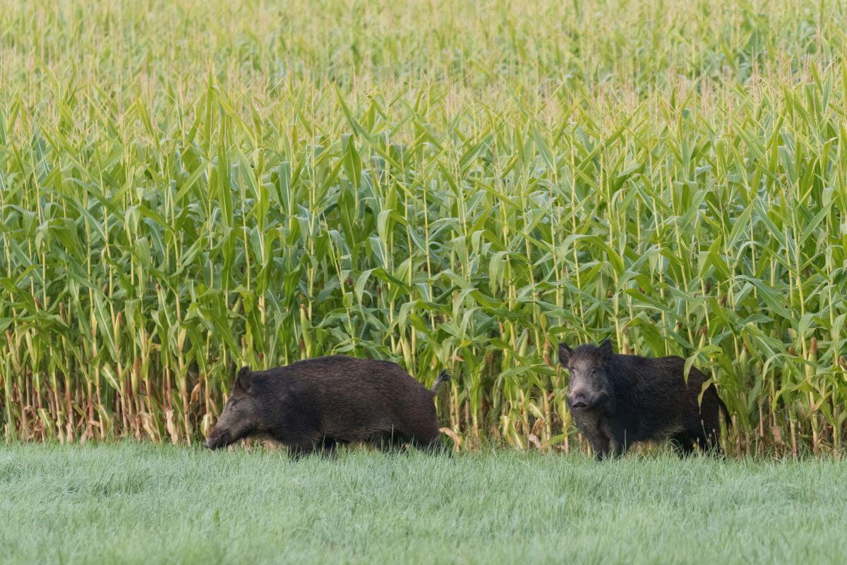 Crotte de sanglier : identifier les laissées et protéger son jardin