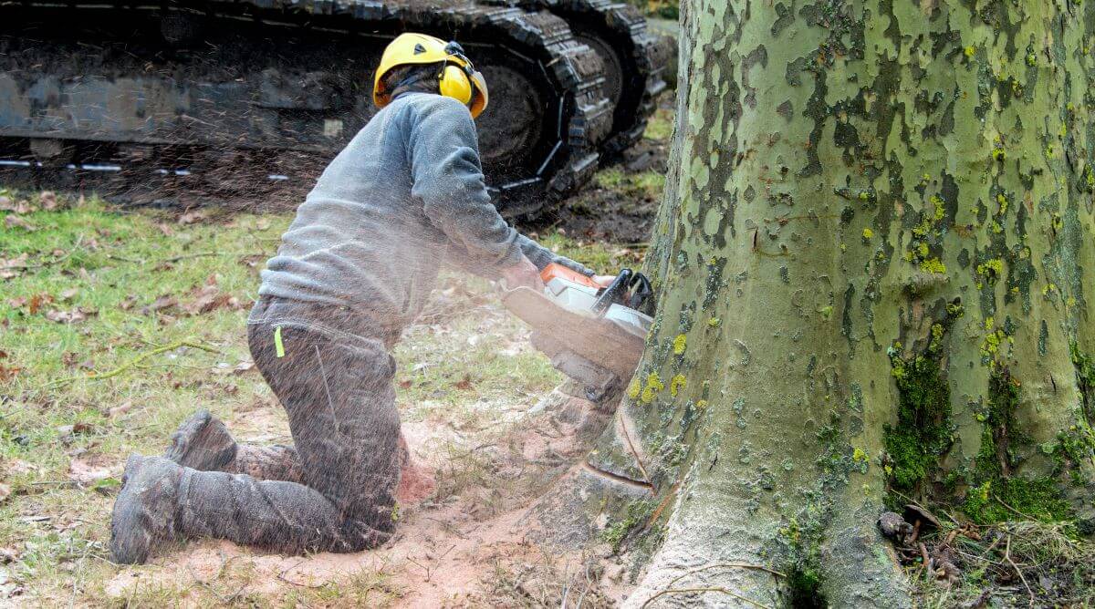 tuer un arbre rapidement