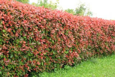 inconvénients photinia