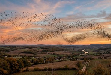 migration étourneaux