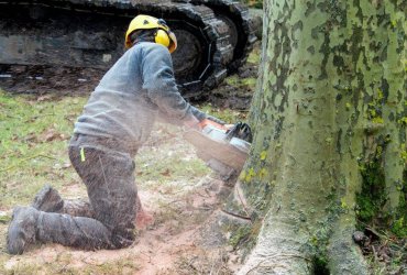 tuer un arbre rapidement
